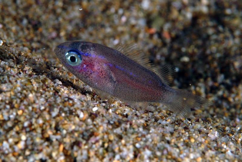 juvenile Chromis chromis